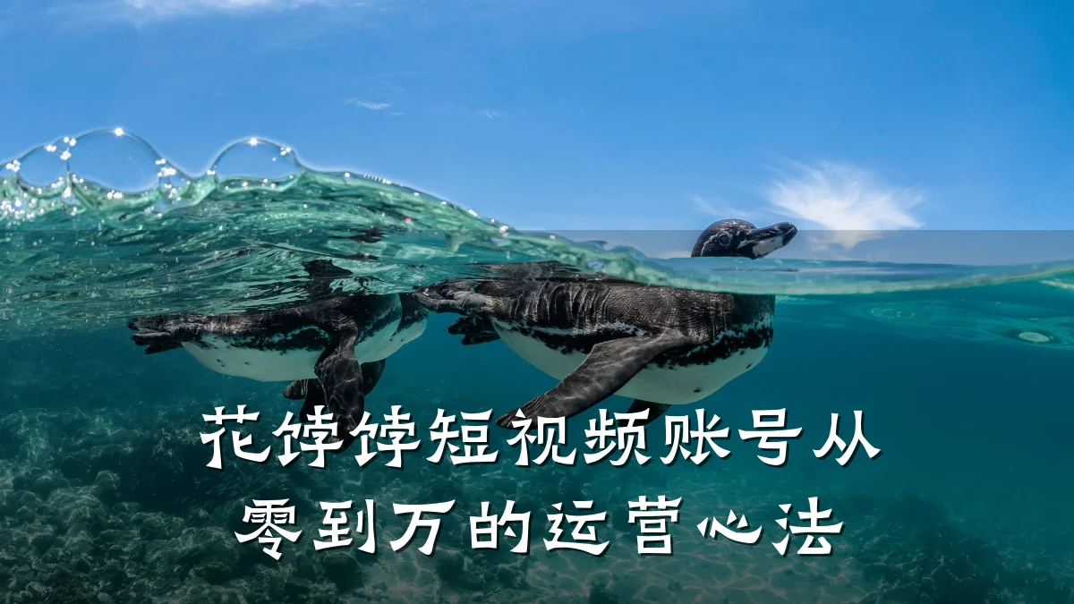 花饽饽短视频账号从零到万的运营心法
