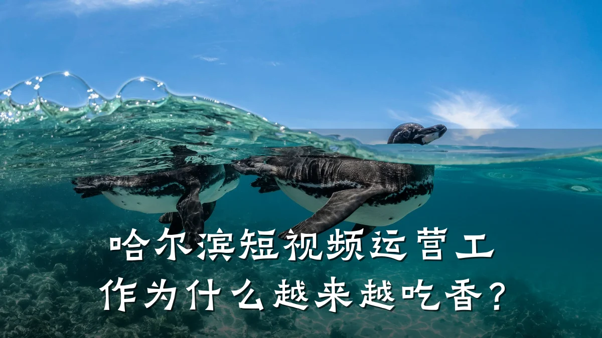 哈尔滨短视频运营工作为什么越来越吃香？