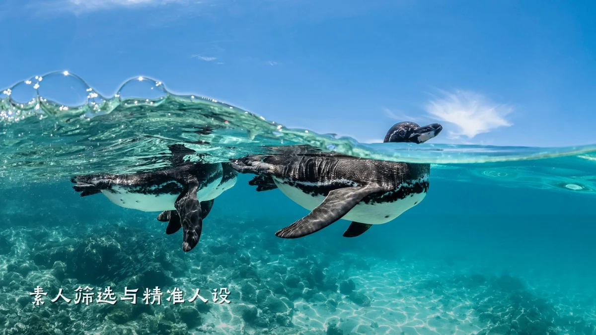 素人筛选与精准人设