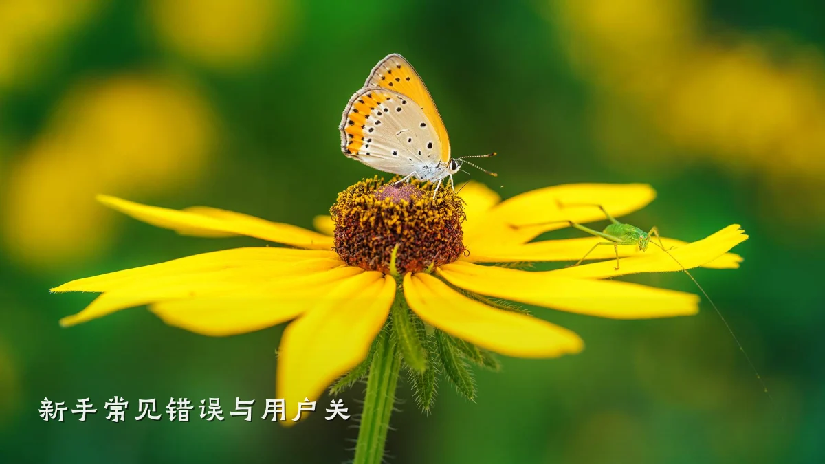 新手常见错误与用户关