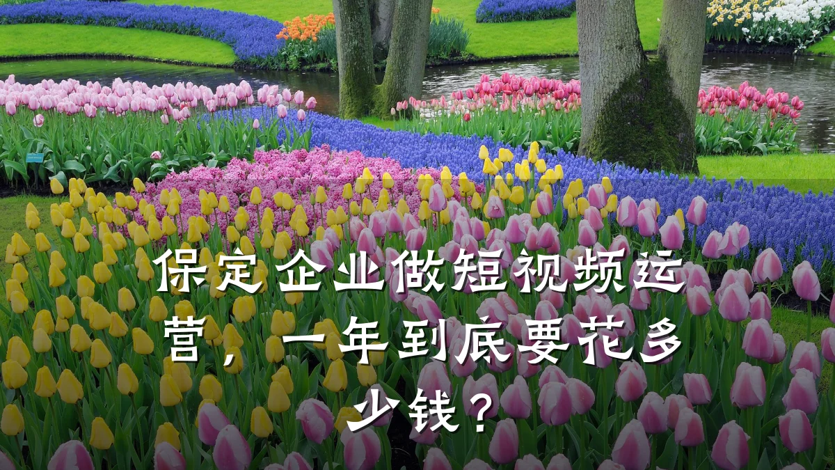 保定企业做短视频运营，一年到底要花多少钱？