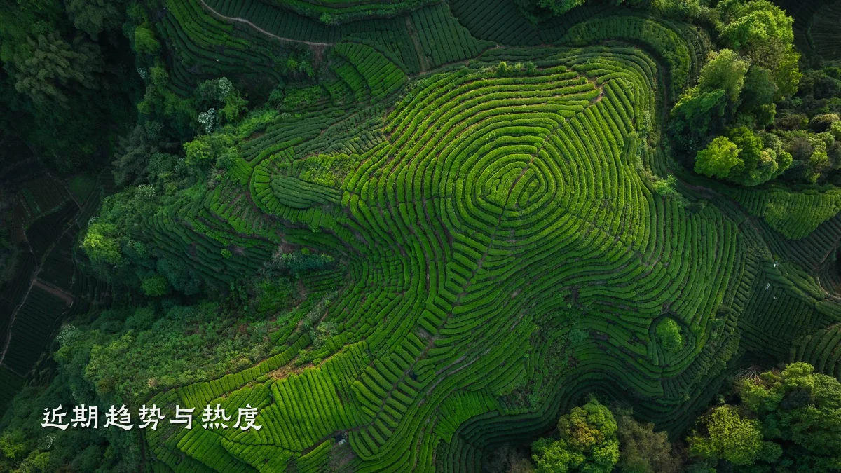 近期趋势与热度