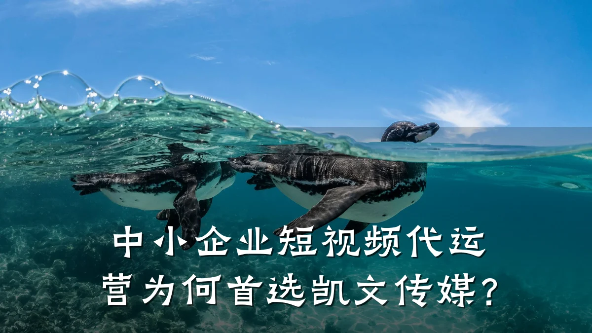 中小企业短视频代运营为何首选凯文传媒？